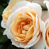 DUTCH BULBS EXCLUSIVE PLANTS FROM HOLLAND