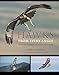 Hawks from Every Angle: How to Identify Raptors In Flight