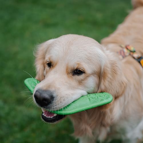 Dingo Hundespielzeug aus Hart Gummi TPR Boomerang 23 cm 17395