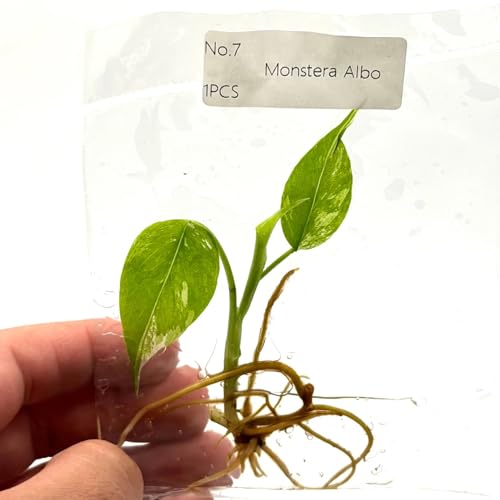 Monstera Albo Tissue Culture Plant | Monsteras Albino Variegated Plantlet | Indoor Tropical House Plants Gifts | Rare Garden Houseplants (Heat Pack Included)