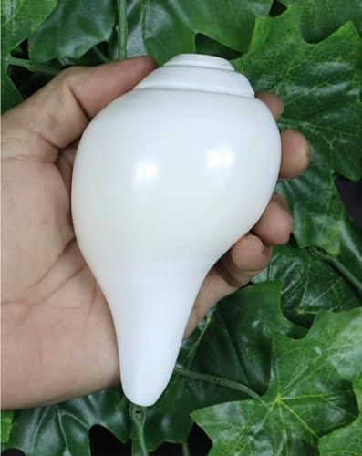 Generic Pooja Shankh Blowing Shankh Vamavarti Dattatreya - Conch Shells - Puja Ritual - Plain Pooja Shankh - Shankhnaad (4.5 inches), Off White