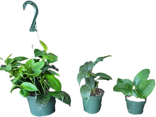 Hoya Shooting Star - Hoya Multiflora - Hoya Plants Live Houseplants - Stunning Shooting Star-Shaped Blooms - Air Purifying Tropical Vine - CA Seller (2 Plants in 4.5" Pot) - Thumbnail 4