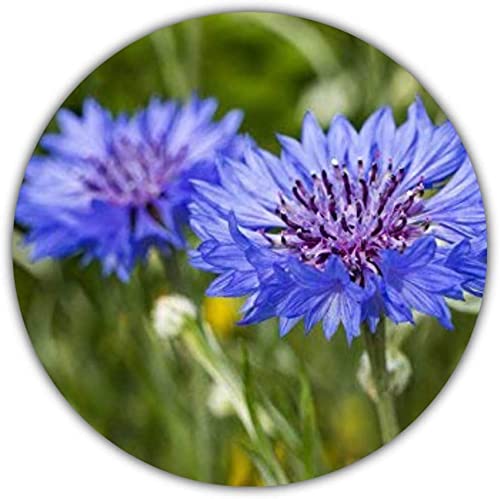 50 Semillas (Aprox.) de Aciano (Centaurea cyanus)