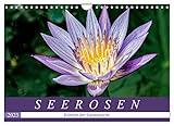 Seerosen - Königin der Gartenteiche (Wandkalender 2023 DIN A4 quer), Calvendo Monatskalender