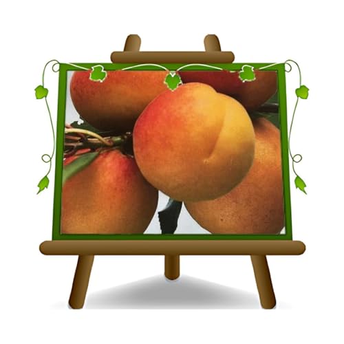 EURO PLANTS VIVAI Abricotier San Francesco - Plante à Partir De Fruit Antique En pot 22-24 cm. Hauteur maximale 180 cm. - Age 4 Ans