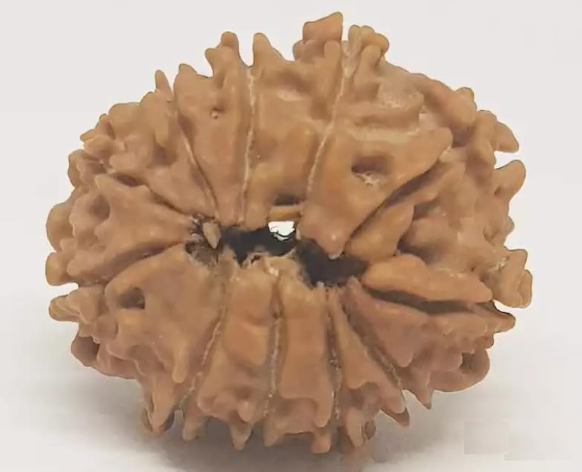 11 Mukhi Rudraksha, Original Certified