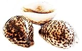 Florida Shells and Gifts Inc. Set of 3 Select Tiger Cowrie (Cypraea Tigris) Shell 2