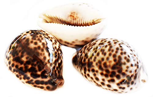 Florida Shells and Gifts Inc. Set of 3 Select Tiger Cowrie (Cypraea Tigris) Shell 2