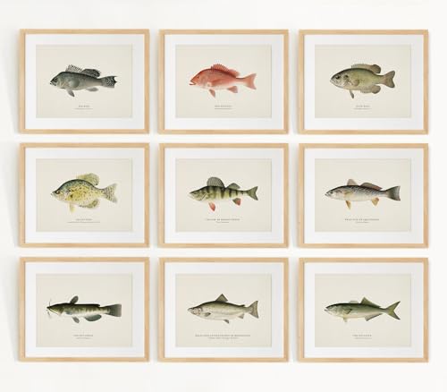 FYSUIMU 9Pcs Fish Wall Art Prints Vintage Antique Fishing Art Poster Rustic Fish Coastal Wall Decor for Home Living Room Bedroom Nursery (UNFRAMED, 8 x 10 Inch)