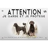 Photo Gallery pets-easy attenzione al cane cao de agua Photo Gallery pets-easy attenzione al cane cao de agua