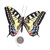 Moving Butterfly - Swallowtail