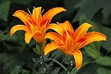 Easy to grow Hemerocallis,bulbi di Hemerocallis,bulbi fiori,Fiori facili da piantare,possono essere piantati in vaso o a terra