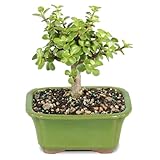 Brussel's Bonsai - Live Dwarf Jade Bonsai Tree in a Ceramic Bonsai Pot, Indoor Succulent Houseplant, 3 Years Old, 5-8 Inches Tall, Easy Care Plant for Home or Office (Small, Green)