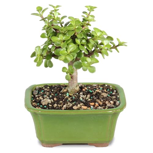 Brussel's Bonsai - Live Dwarf Jade Bonsai Tree in a