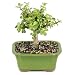 Brussel's Bonsai - Live Dwarf Jade Bonsai Tree in a Ceramic Bonsai Pot, Indoor Succulent Houseplant, 3 Years Old, 5-8 Inches Tall, Easy Care Plant for Home or Office (Small)