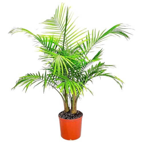 Majesty Palm - Live Palm Tree Plant - Tropical Plants of Florida - Overall Height 34 to 38 (Plant in Growers Pot)
