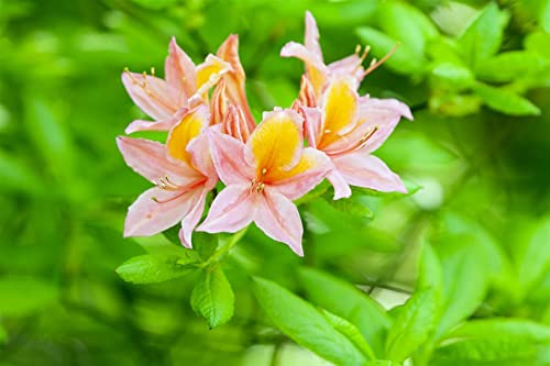 Rhododendron luteum 'Josephine Klinger' 30–40 cm – Winterhart, Mehrjährig, Pflegeleicht – Gelber Rhododendron – Zierstrauch für Garten & Beet