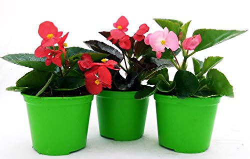 POWERS TO FLOWERS - BEGONIA BIG TRIS, FOGLIA VERDE A FIORE ROSA e ROSSO + FOGLIA SCURA A FIORE ROSSO, 3 PIANTE VASO 14 CM, BEGONIA DRAGON, piante vere