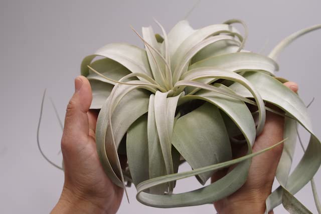 Amazon｜ティランジア キセログラフィカ Mサイズ Tillandsia