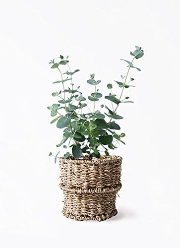 Amazon Hitohana ひとはな ユーカリ3号グニー バスケット 観葉植物 オンライン通販