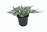 Blue Rug Juniper - 15 Live Plants - 4' Container Low Maintenance Evergreen Ground Cover