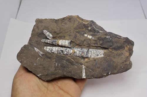 Image of Natural Orthoceras Fossil Plate from Devonian Period Fossil from Morocco A308
