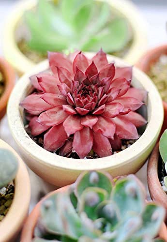 Sempervivum Red Lion 2 Inch - Healthy Succulent Sempervivum Live Easy Care Indoor House Plant, Fully Rooted In 2/4/6 Inch Sizes #TOP4