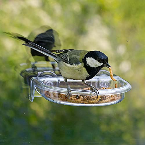 Vedere gli uccelli si nutrono in primo piano - i