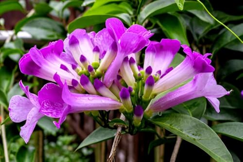 Image of Garlic Vine Live Flowering Vine Plant for Home Garden Balcony Terrace Outdoor | Healthy Plant with Purple Blooms | Natural Fragrant Climber for Vertical Gardening and Greenery
