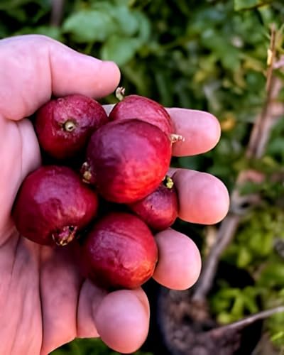 Image of Rare Very Cute Tropical Red Strawberry Guava Fruit Plant (Psidium Cattleyanum) Dwarf Healthy Live Plant for Home Garden Tree pack of 1