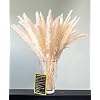 felani® Pampasgras 30 stuks gedroogd – wit I natuurlijk & bijzonder pluizig – echte droogbloemen Wedel – woonkamer…