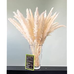 felani® Pampasgras 30 stuks gedroogd – wit I natuurlijk & bijzonder pluizig – echte droogbloemen Wedel – woonkamer…