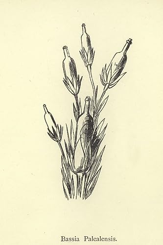 Lienzo de Bassia Palealensis por Edward Lear: mural decorativo de 60x90cm para pared