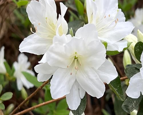 100 graines de fleurs d'azalée blanche