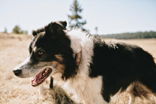 Carhartt Hundehalsband, Nylon, Deep Wine, Größe M