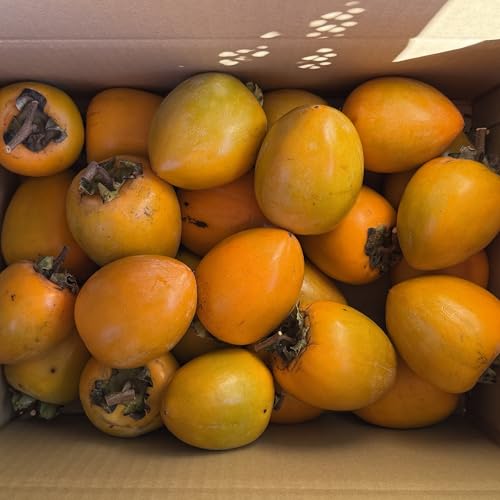 vegepple }t Y a` 5s(28~18) LM2LTCY }t Ԋ` ݂邵` `p t[c}CX^[ RHi ̔eƌN