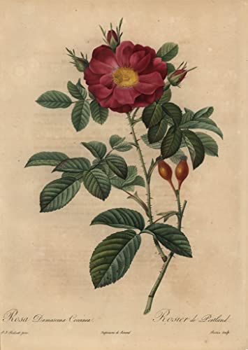 Poster rose damassé écarlate Rosa Damascena pour une ambiance poétique