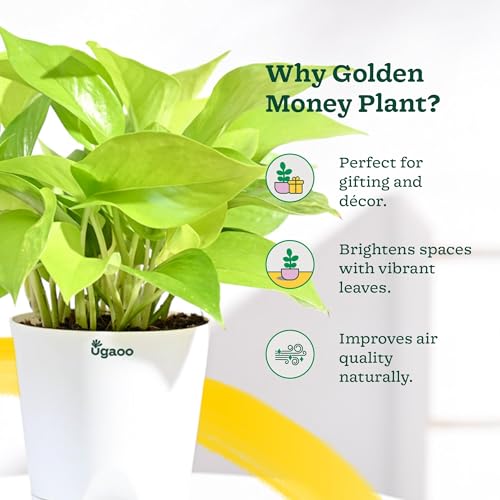 Ugaoo Golden Money Plant Indoor With Self Watering Pot (Image - 3)
