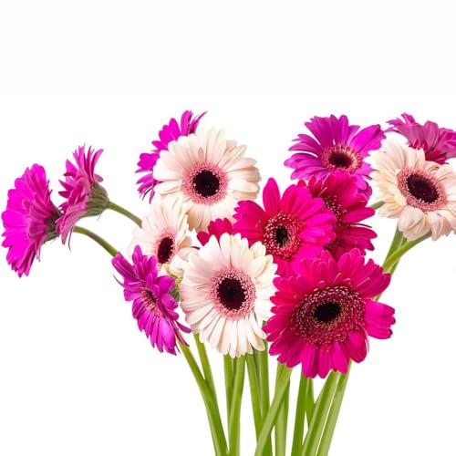 500 piezas semillas gerbera - semillas de girasol balcón perennes, jardín de balcón