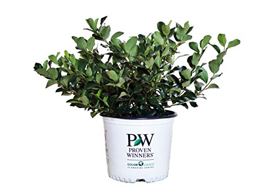 Proven Winners - Aronia Low Scape Mound (Chokeberry) Shrub, white flowers, #3 - Size Container