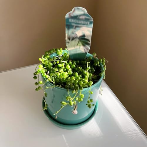 Semillas de guisantes (Senecio rowleyanus) - Fácil de plantar, plantas para exterior. camas elevadas para jardín, plantas de jardín Plantas carnívoras, semillas de bonsái, jardín 50pcs