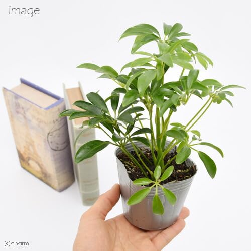 シェフレラホンコン Amazon｜（観葉植物）シェフレラ ホンコン 3号（1ポット