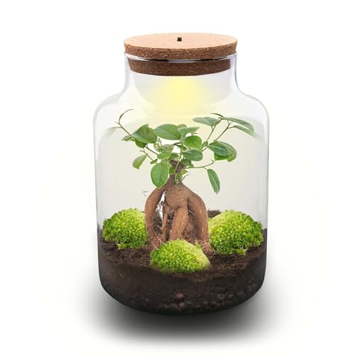 urbanjngl.com - Milky Bonsai - Flaschengarten mit Licht - DIY...