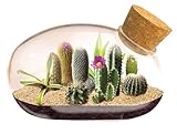 Mini Office Cactus Glass Terrarium Starter Kit with Complete Supplies - The Desert Mouse Tiny Garden - Fun to Grow, Low Maintenance - Perfect for The Indoor Office Or Home Tabletop or Desk!