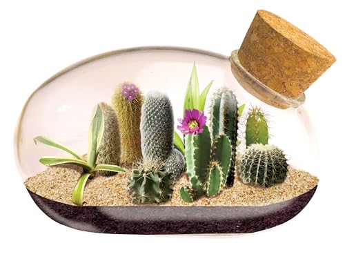 Mini Office Cactus Glass Terrarium Kit - The Desert Mouse