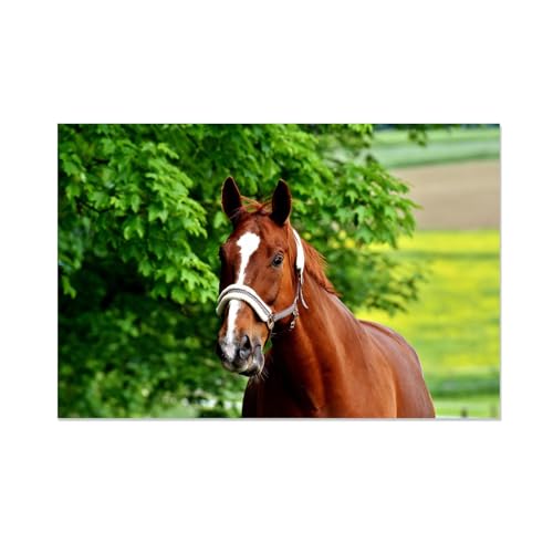 Toile cheval brun sans cadre FLUCK image vert printemps haute définition 70x105