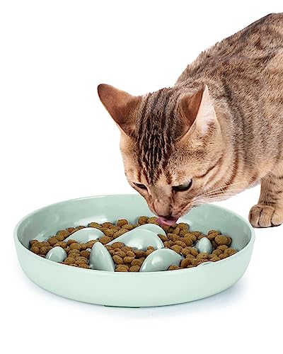 Fresh Look at Top 10 Best Puzzle Feeders For Cats Reviews Buying Guide