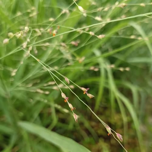 Semillas de pasto varilla viento del norte, de hoja Panicum virgatum, semillas de ornamental de jardín de rocas raras 500pcs