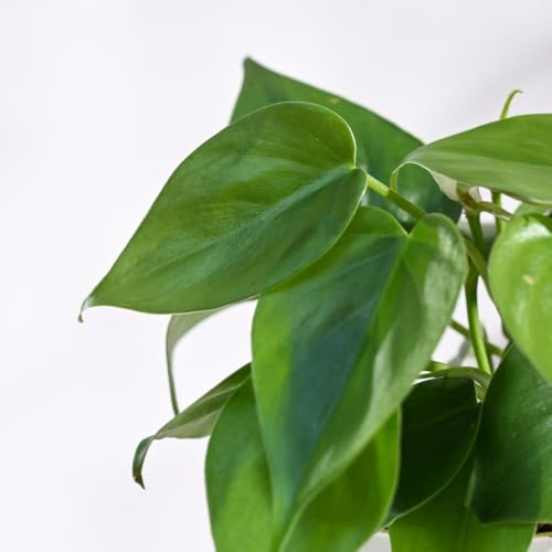 Image of Ugaoo Ibiza Combo of 4 Live Indoor Plants with Pots (Mocca) - Jade Plant, Aglaonema Lipstick, Golden Snake Plant, Oxycardium Green | Ideal for Home Decor & Office