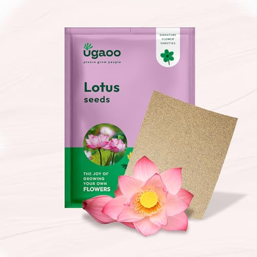 Image of Ugaoo Lotus Seeds for Planting with Sandpaper - Pack of 20 Seeds | High-Germination Lotus Seeds for Planting in Water, Home Garden & Ponds